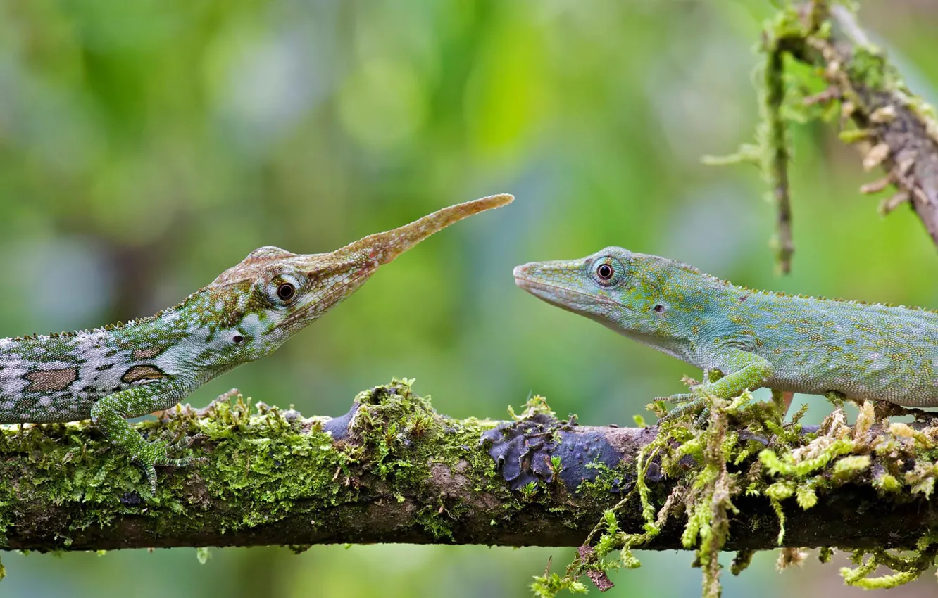 Photo wallpaper lizard, female, male, Ecuador, anolis