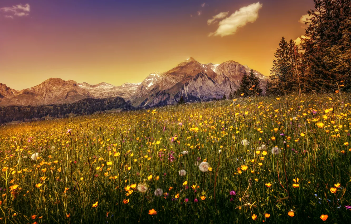 Photo wallpaper forest, grass, trees, flowers, mountains, dandelion, HDR, Switzerland