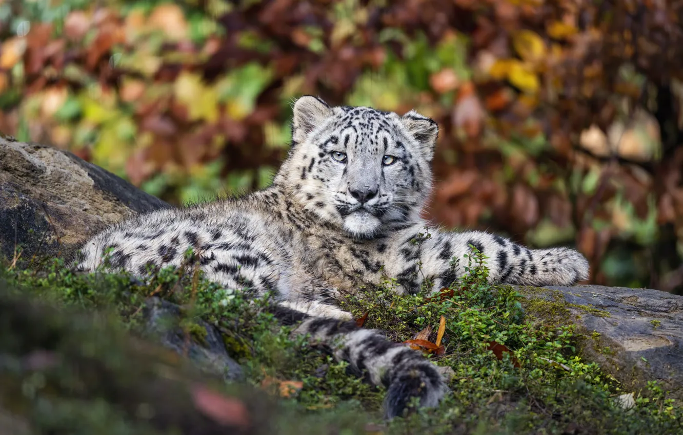 Photo wallpaper nature, pose, lies, snow leopard, cub