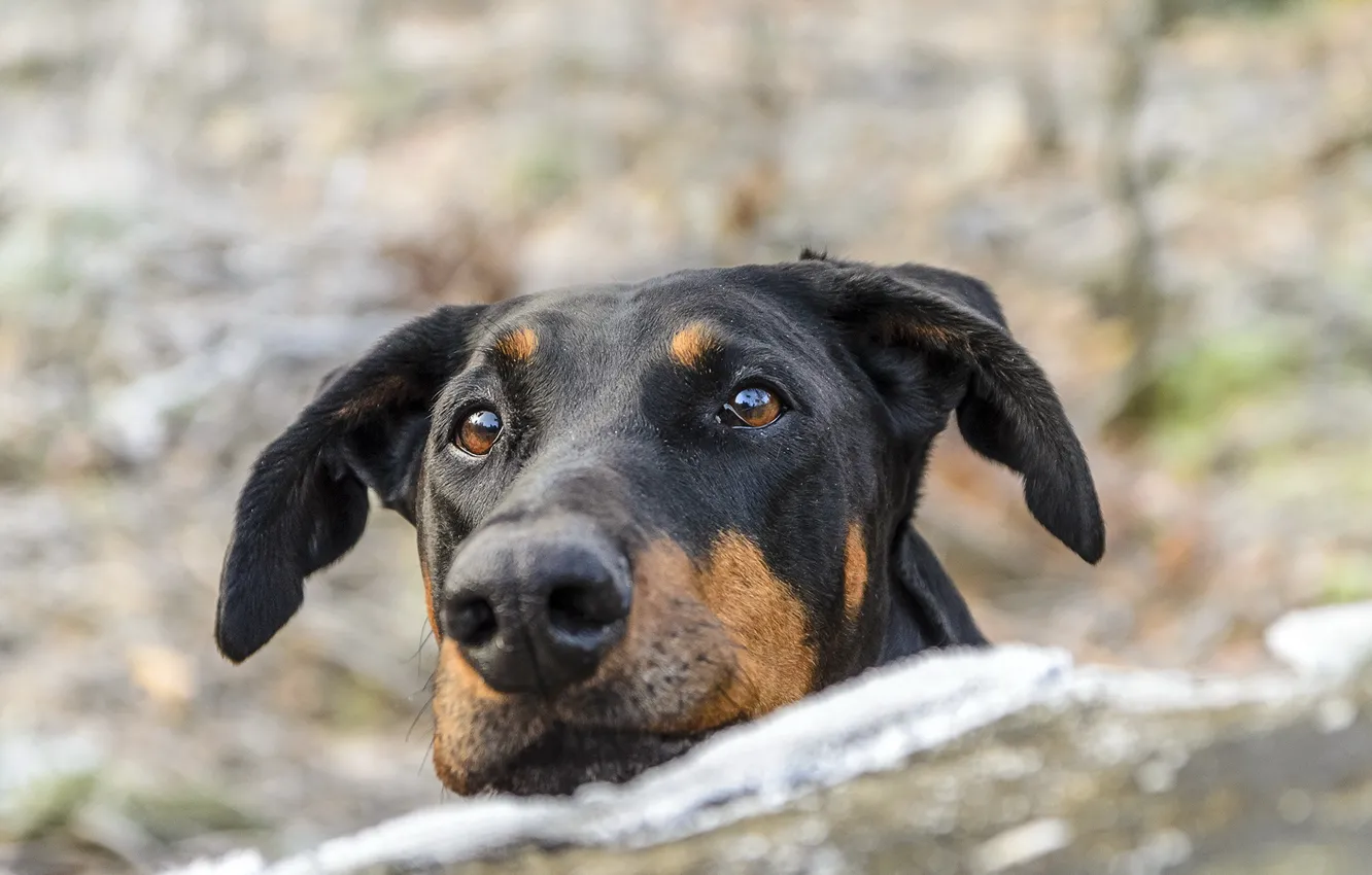 Photo wallpaper look, each, dog