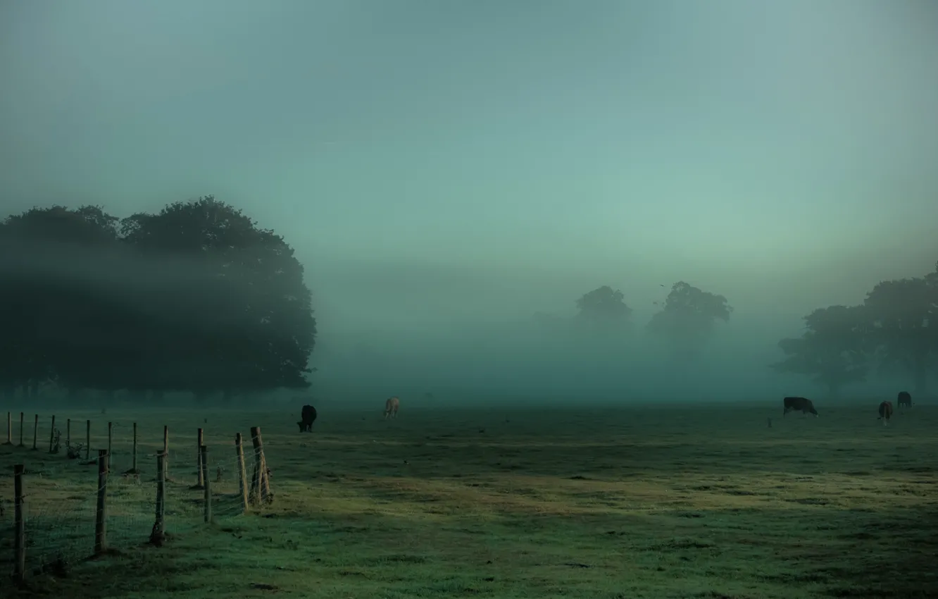 Photo wallpaper grass, trees, fog, the fence, cows, meadow