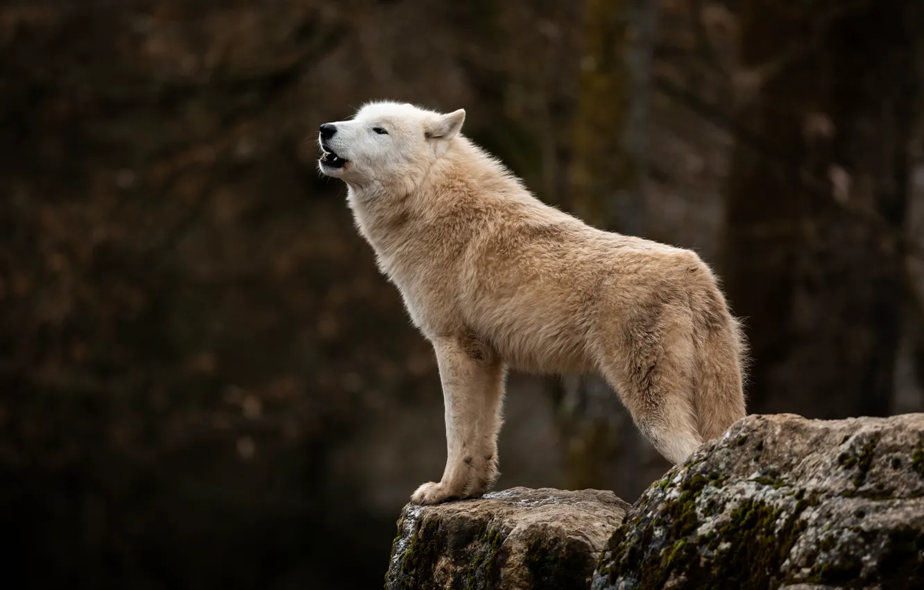 Photo wallpaper forest, white, the dark background, stones, wolf, Arctic, polar, wolf howl