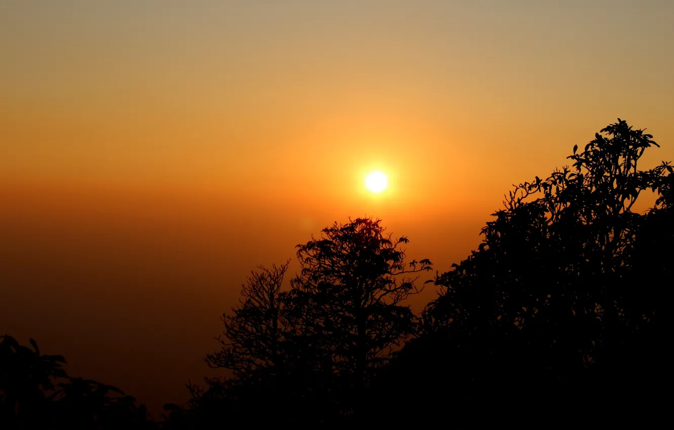 Photo wallpaper trees, sunset, silhouette, haze