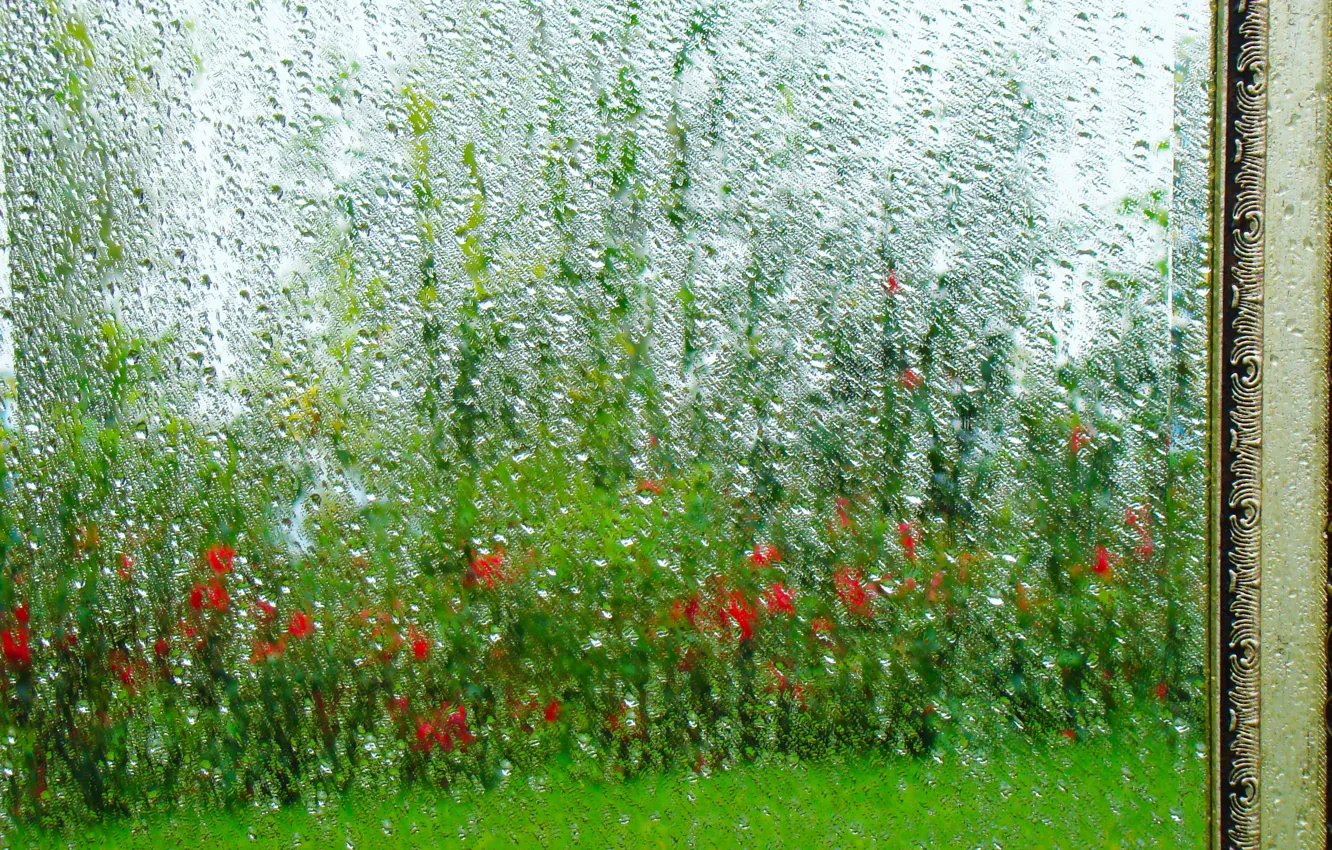 Photo wallpaper greens, drops, reflection, rain, mirror, after the rain, texture