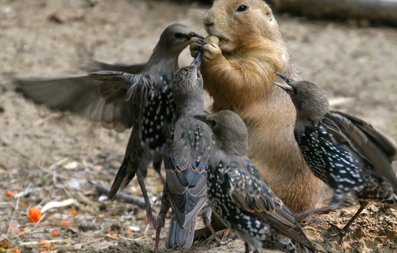 Photo wallpaper bird, animal, thief