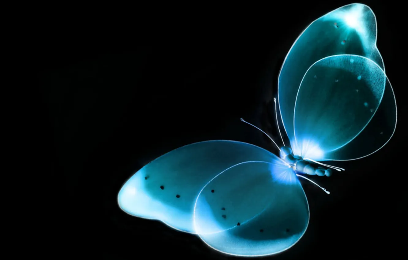 Photo wallpaper background, butterfly, black, x-ray