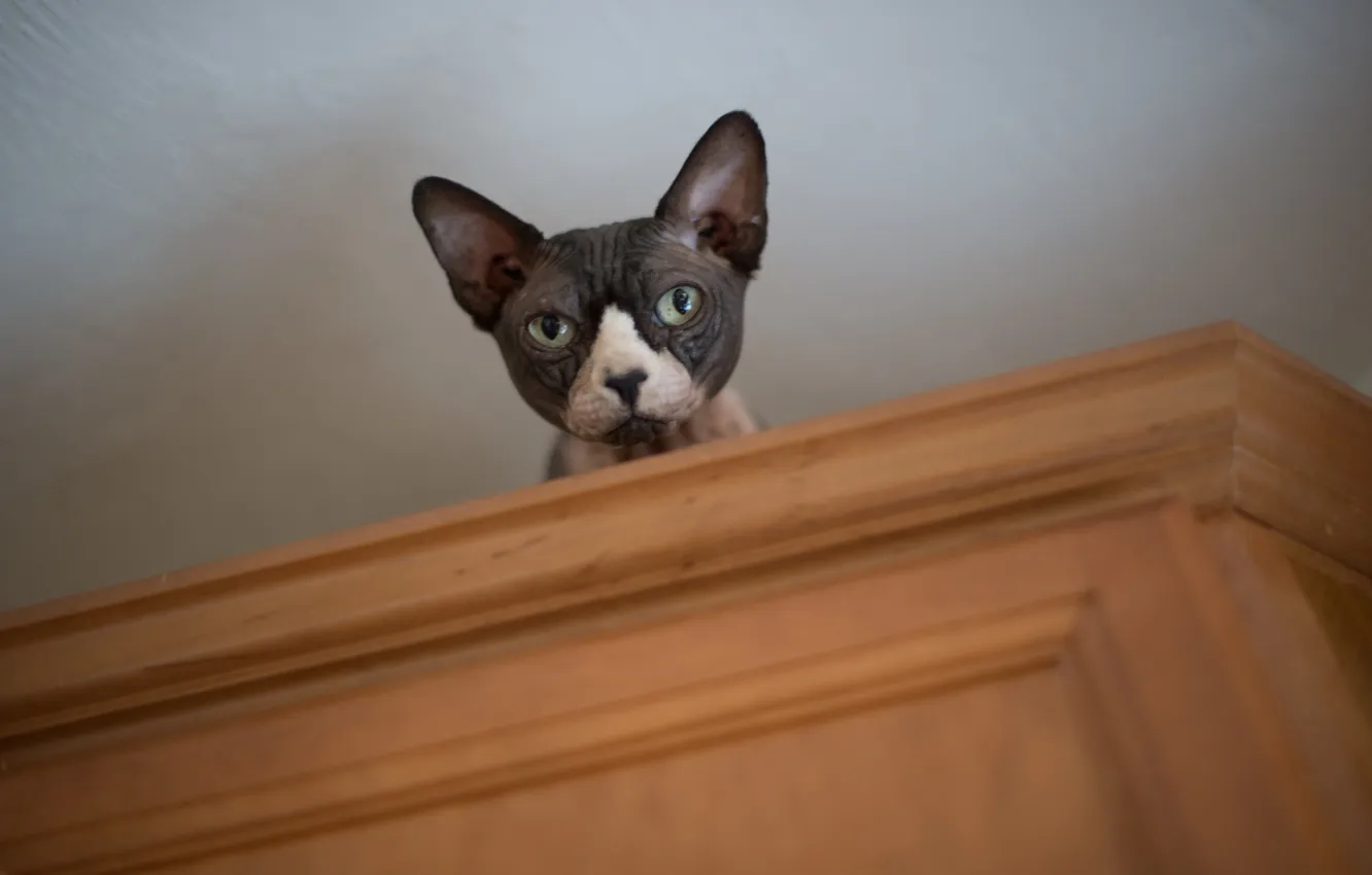 Photo wallpaper cat, look, background