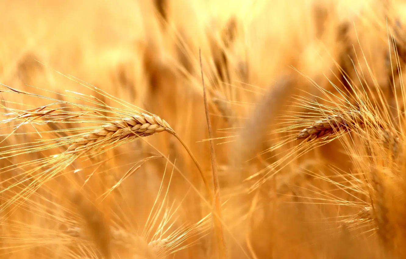 Photo wallpaper field, summer, ears of ripe, Spirit of summer