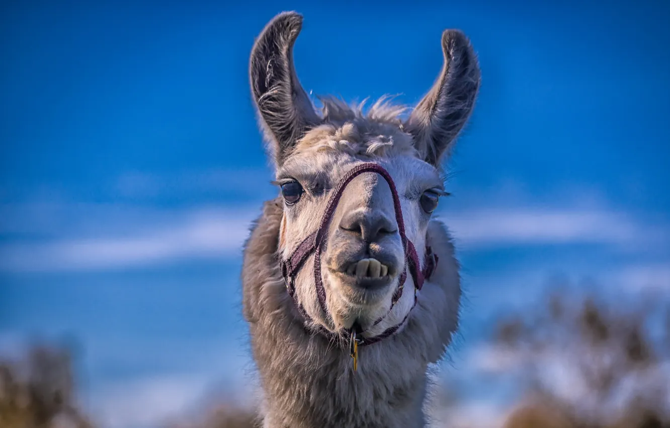 Photo wallpaper nature, background, Lama