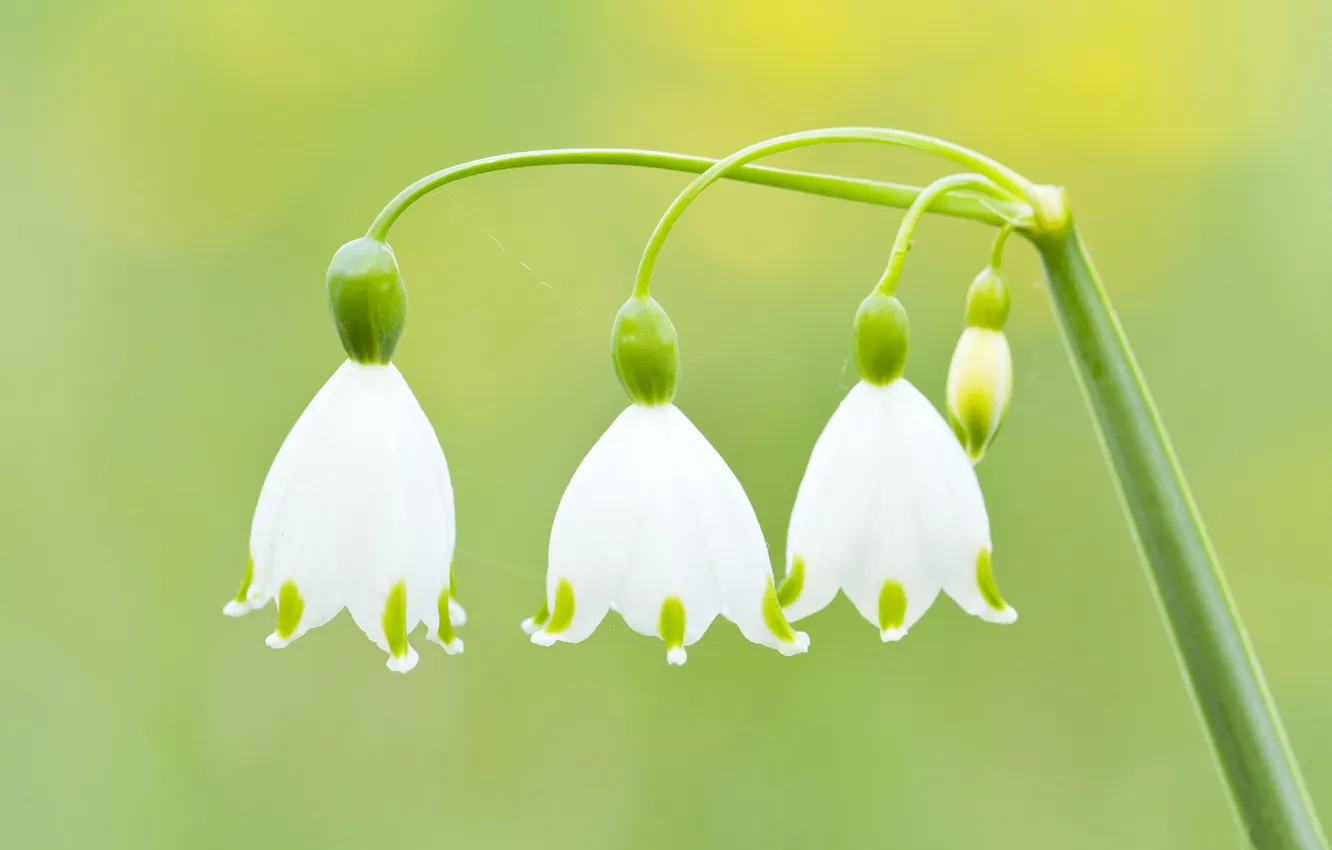 Photo wallpaper macro, green, background, stem, white, bells, lilies of the valley