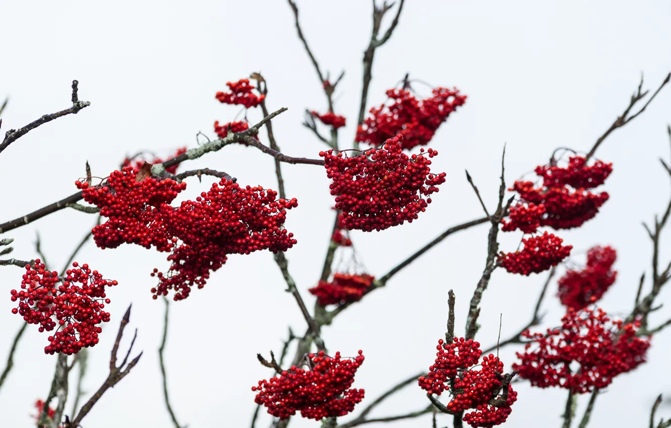 Photo wallpaper berries, branches, cloudy