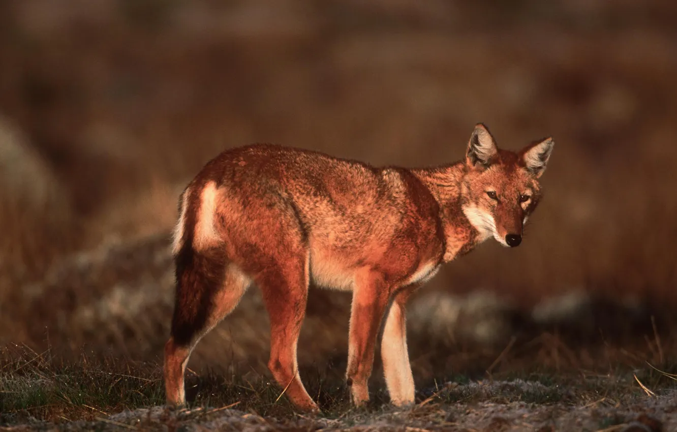 Photo wallpaper Predator, nature, animal, wolf, wildlife, portrait, portrait., Canis lupus. face