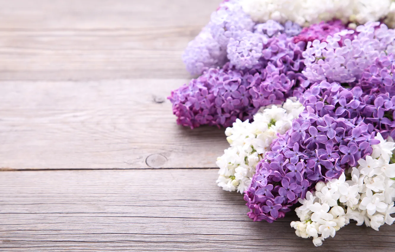 Photo wallpaper flowers, background, wood, flowers, lilac, purple, lilac