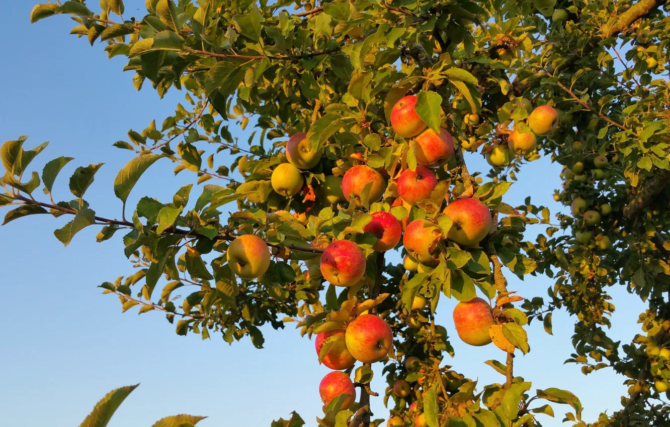 Photo wallpaper branches, apples, fruit, Apple