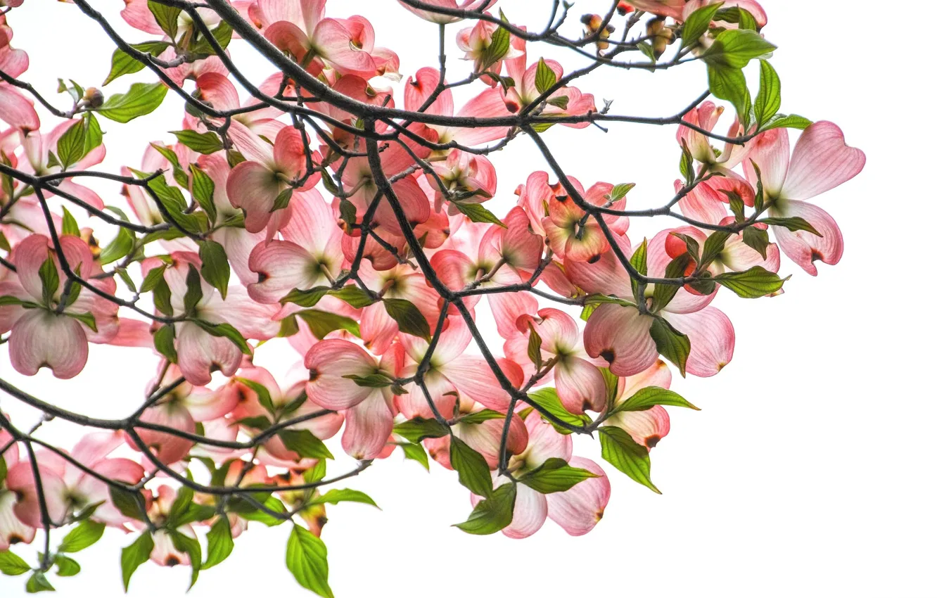 Photo wallpaper flowers, white background, dogwood