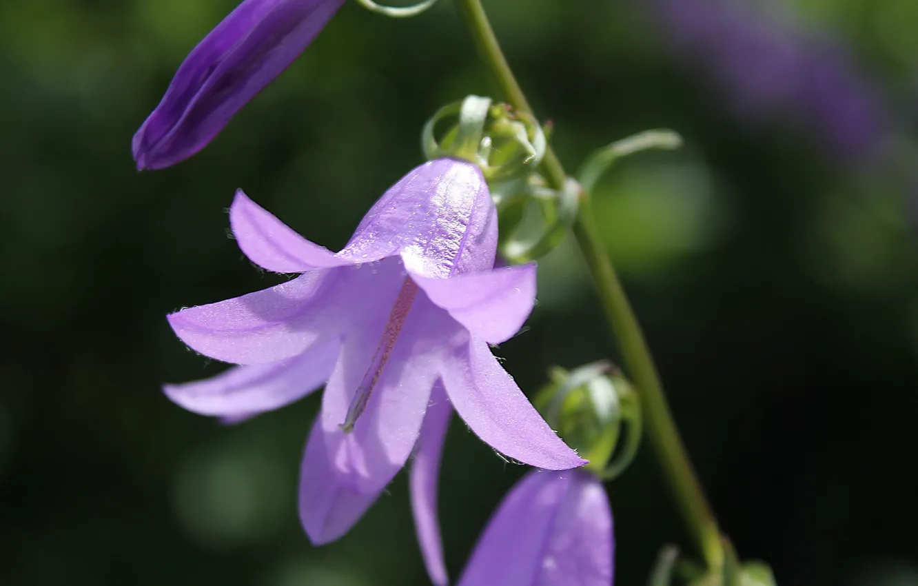 Photo wallpaper purple, bells, garden
