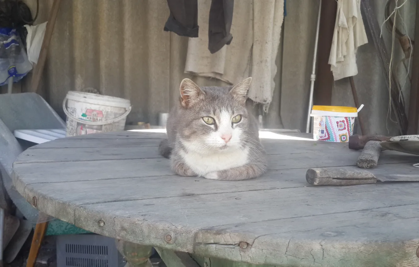 Photo wallpaper cat, table, lies, watching