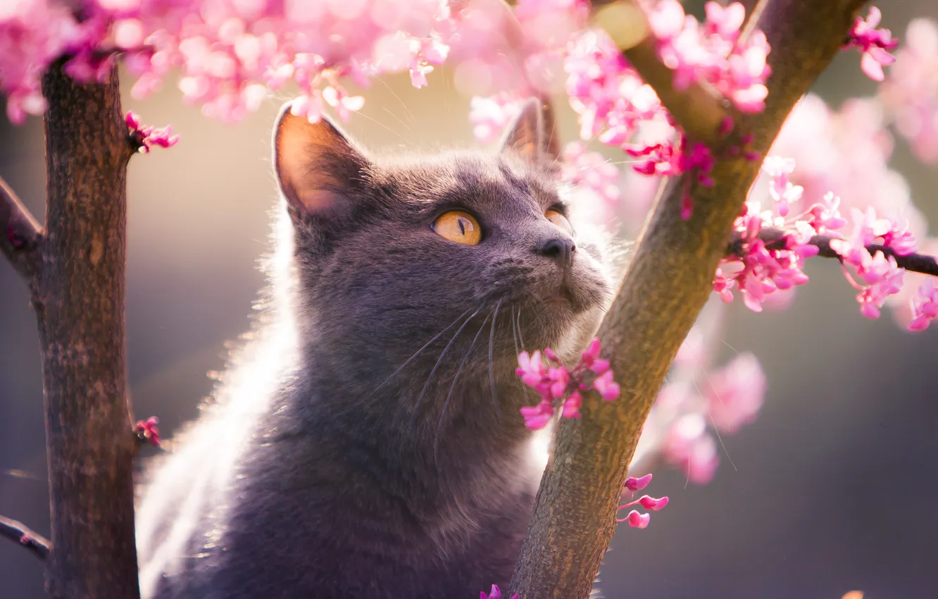 Photo wallpaper cat, cat, look, light, trees, flowers, branches, nature
