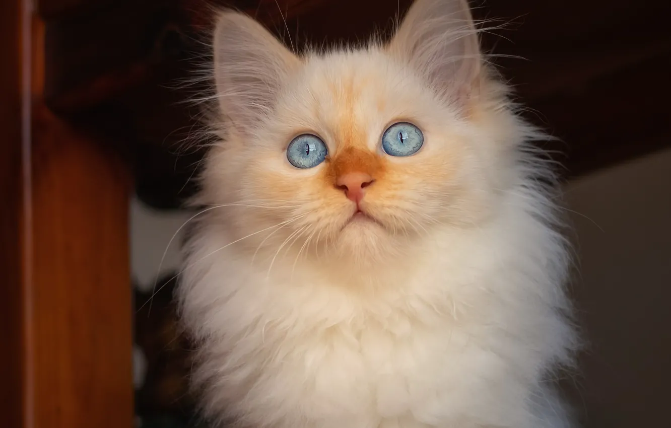 Photo wallpaper cat, white, look, kitty, baby, Neva masquerade, red-point