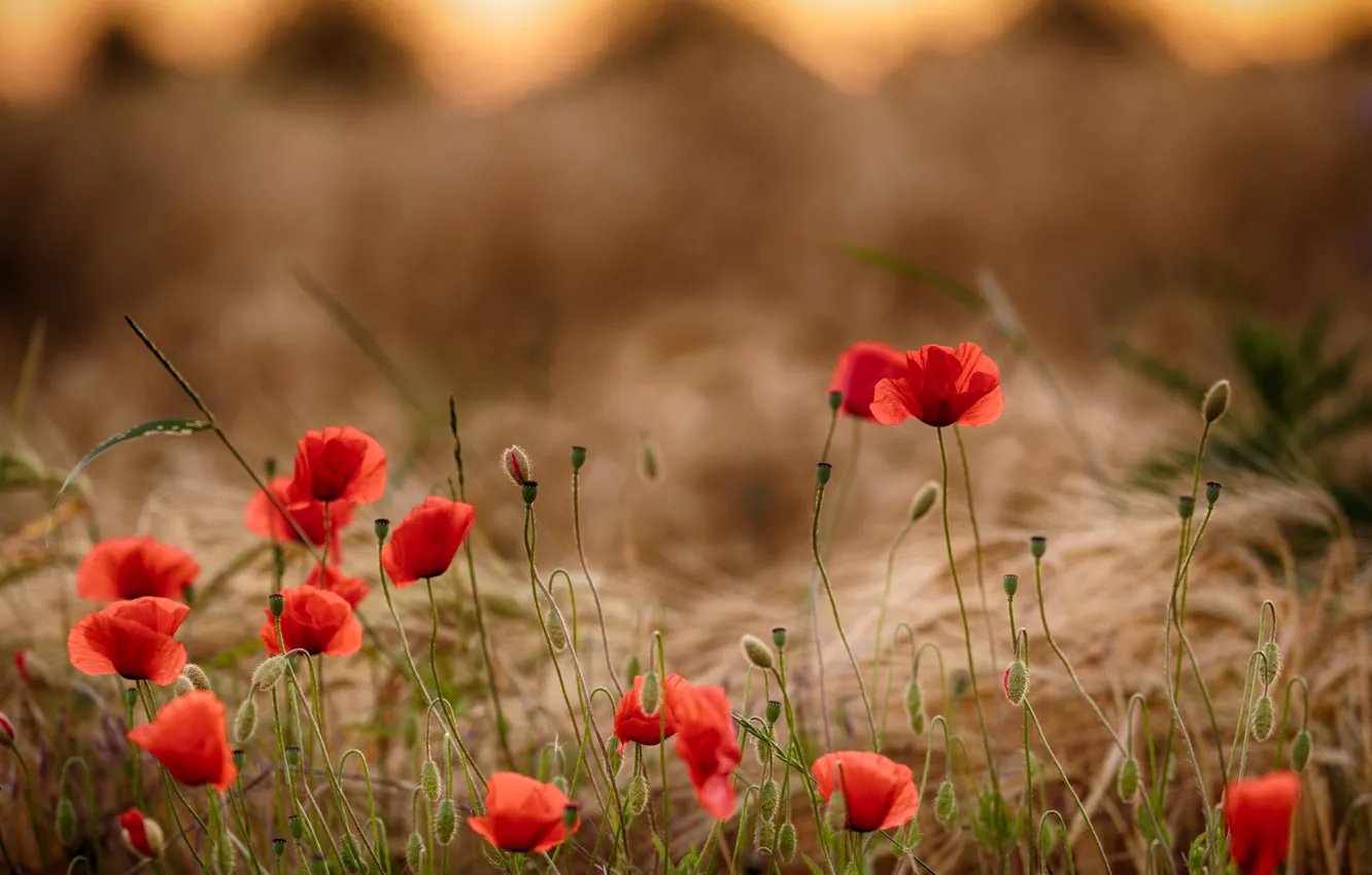 Photo wallpaper summer, flowers, red, Maki, meadow, ears, poppy field