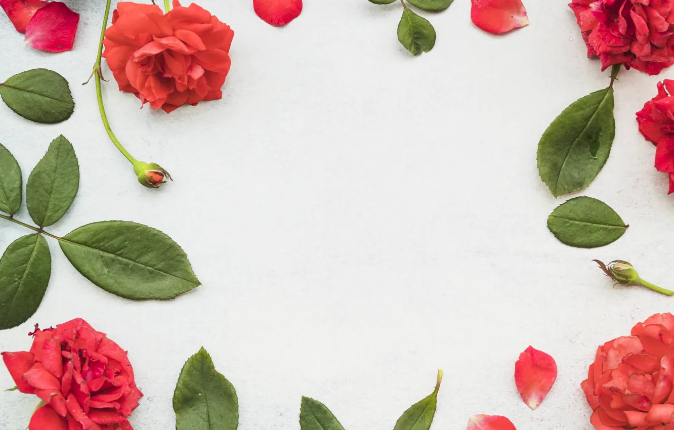 Photo wallpaper leaves, flowers, red, roses, petals, red, leaves, petals