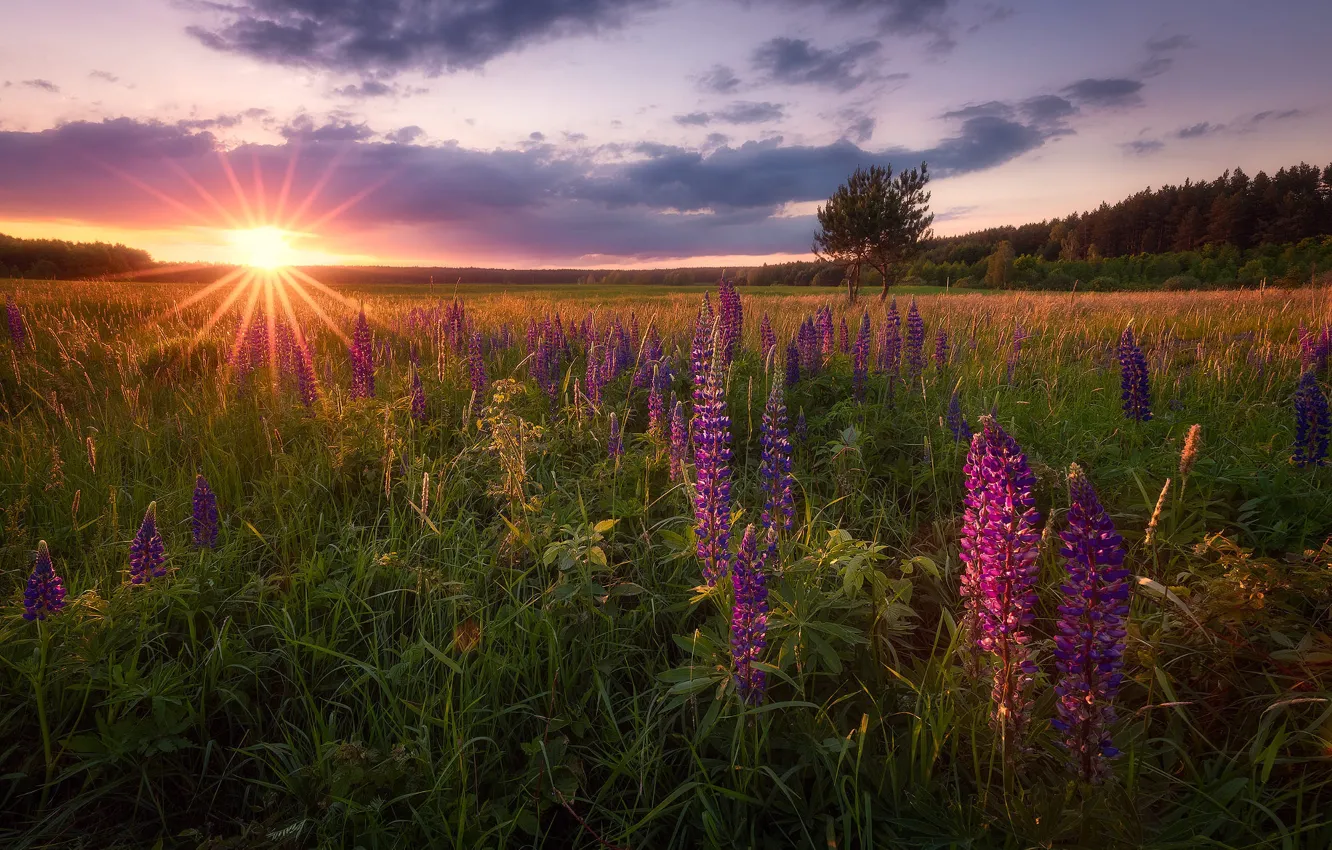 Photo wallpaper field, forest, summer, grass, the sun, clouds, flowers, dawn