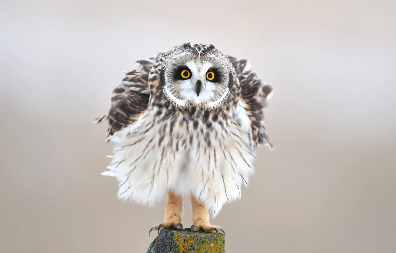 Photo wallpaper background, owl, bird