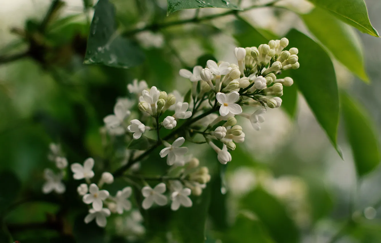 Photo wallpaper white, leaves, flowers, flowering, lilac