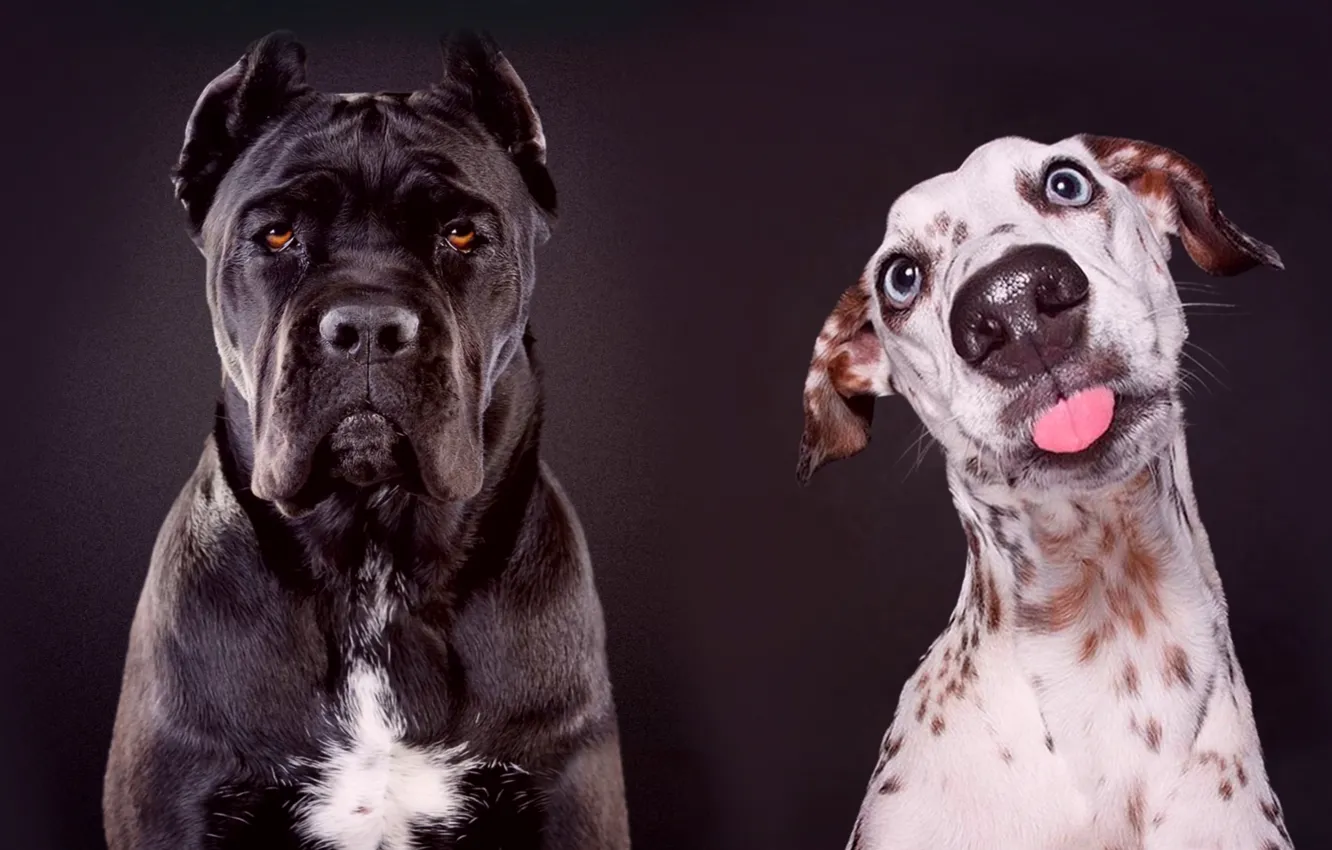 Photo wallpaper look, dog, two, funny, the dark background, Cane Corso, Photomontage, Bonfire Horses
