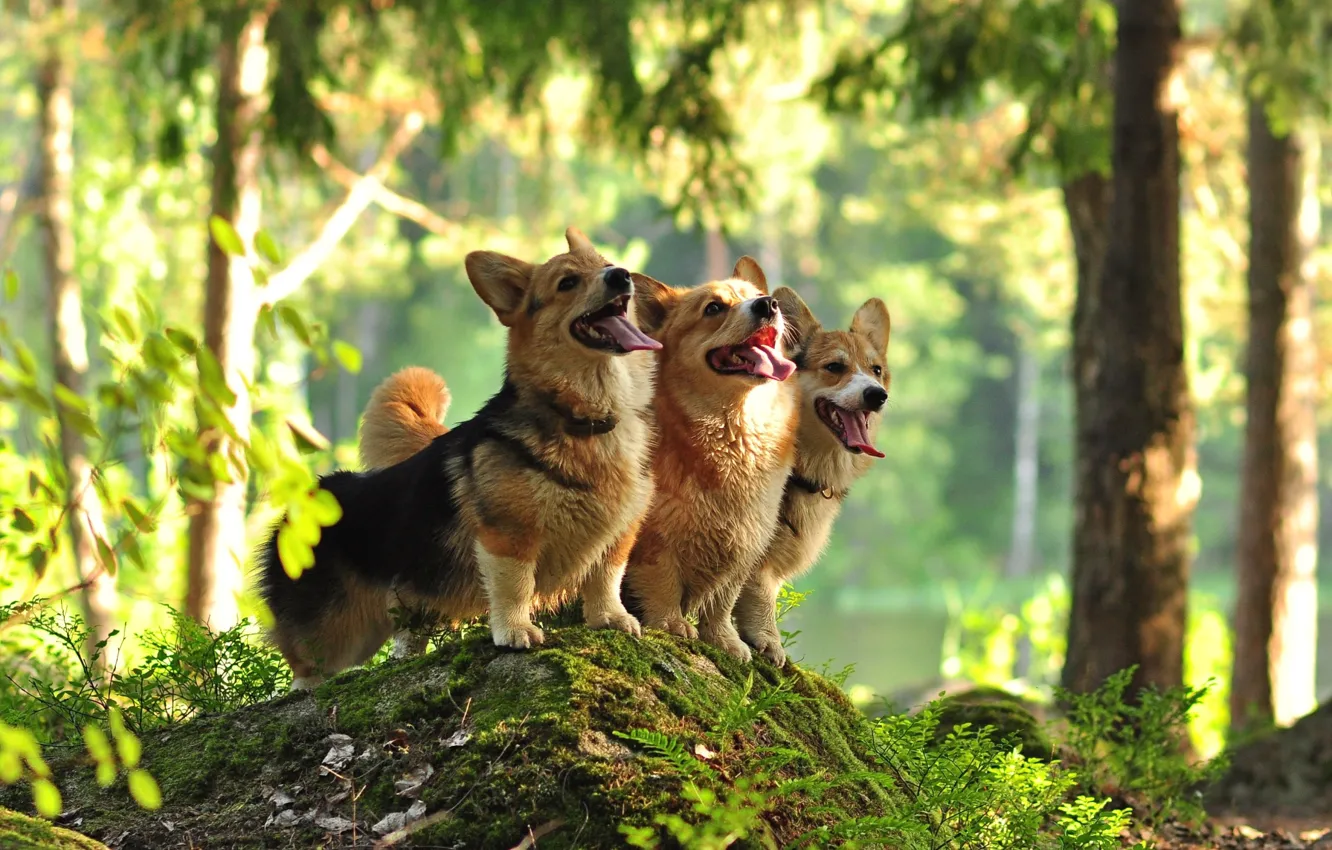 Photo wallpaper forest, dogs, trio, Welsh Corgi