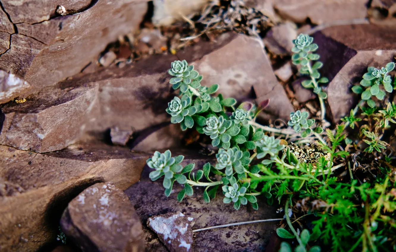 Photo wallpaper autumn, nature, stones, plant, Khakassia, succulents, sulakskaya Pisanitsa