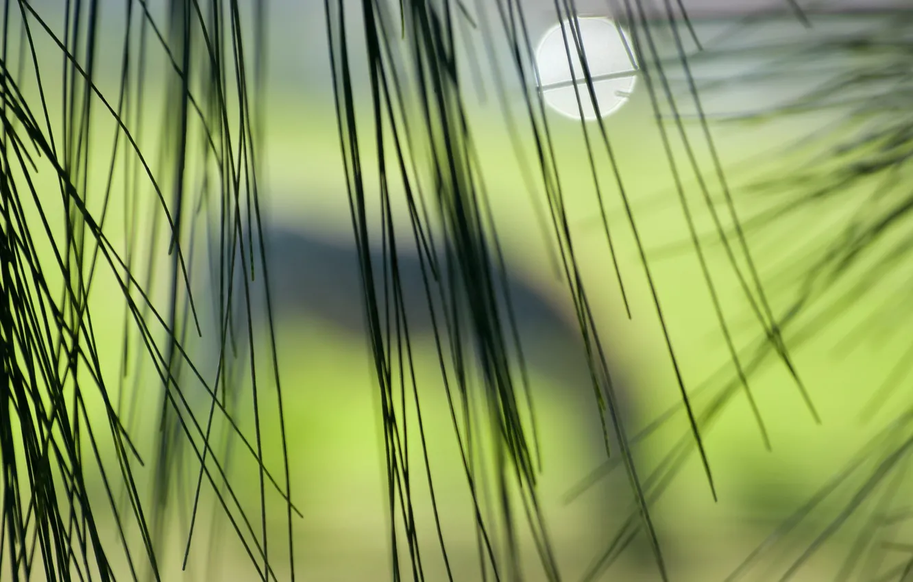Photo wallpaper grass, glare, blur, grass