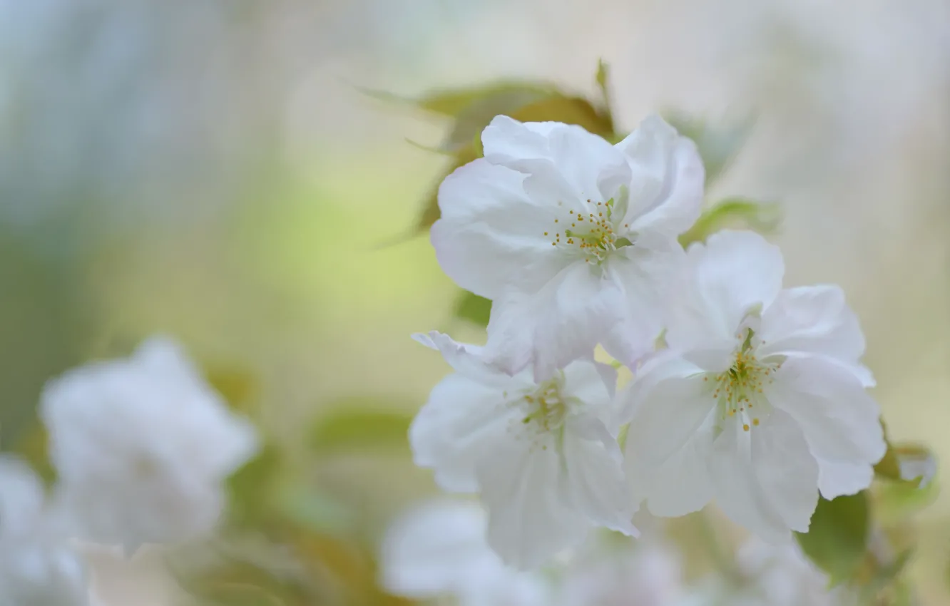 Photo wallpaper flowers, cherry, blur, spring, Sakura, white, light background, flowering