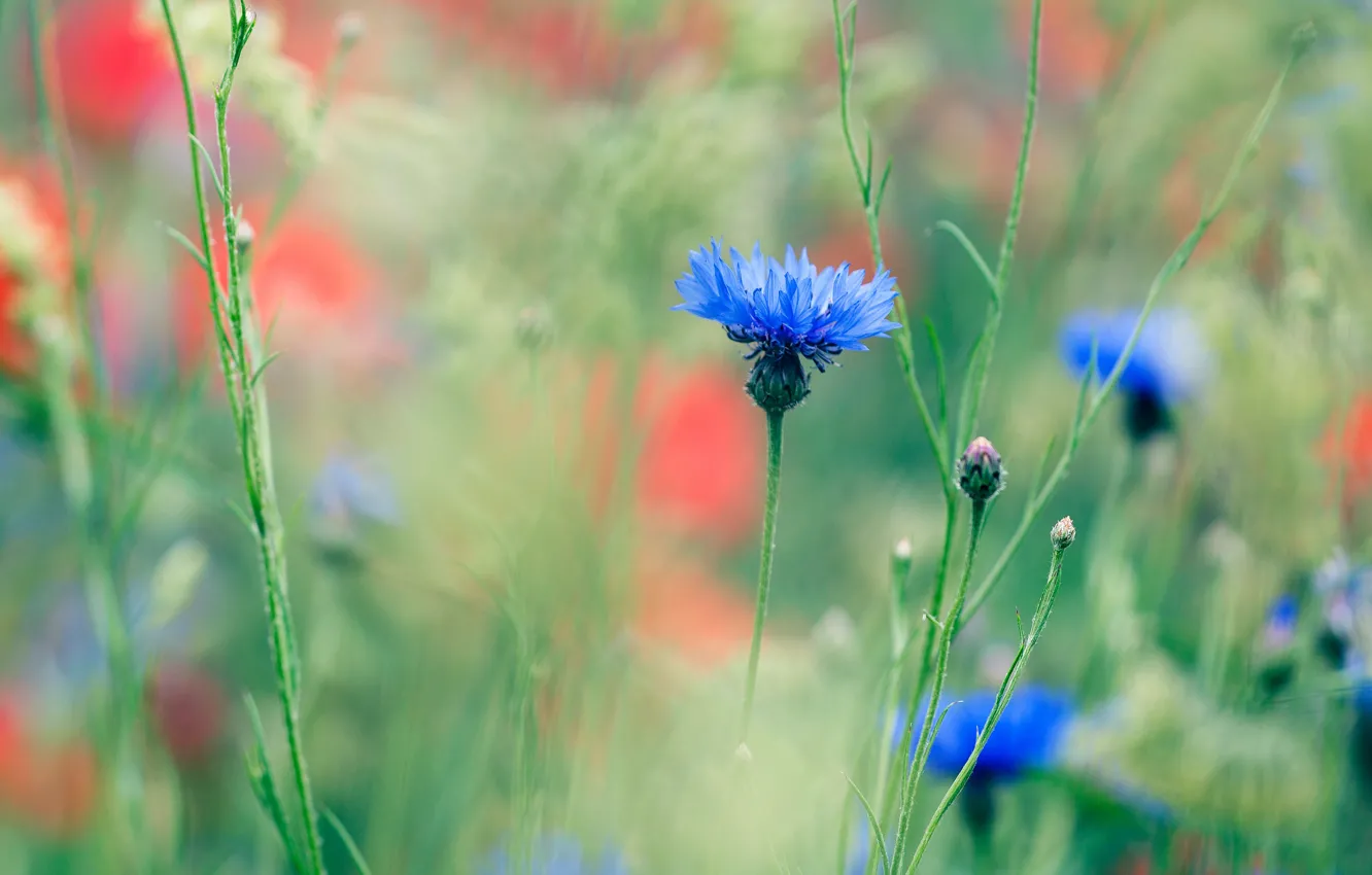 Photo wallpaper field, flowers, glade, Maki, blur, meadow, blue, red