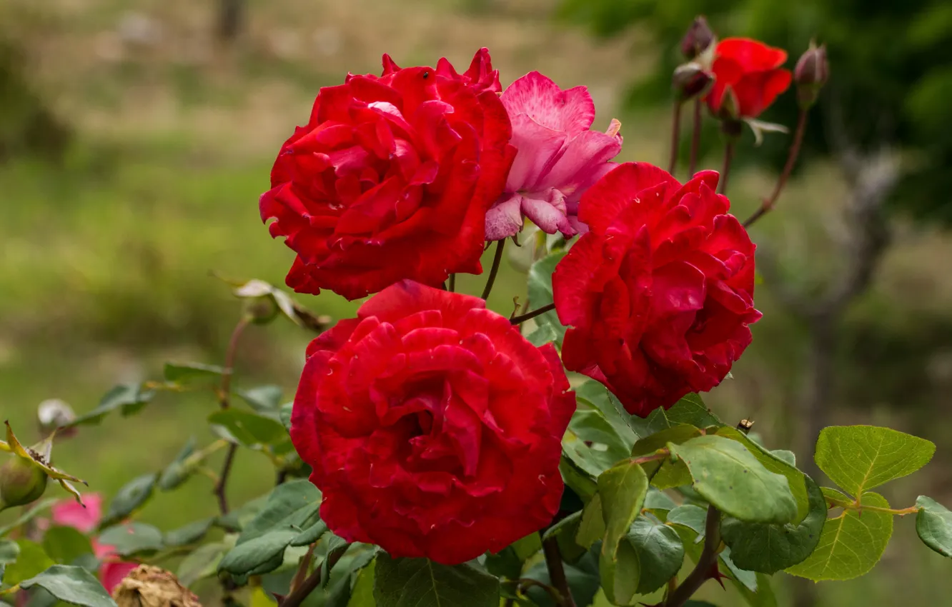 Photo wallpaper leaves, flowers, red, roses, garden, bokeh