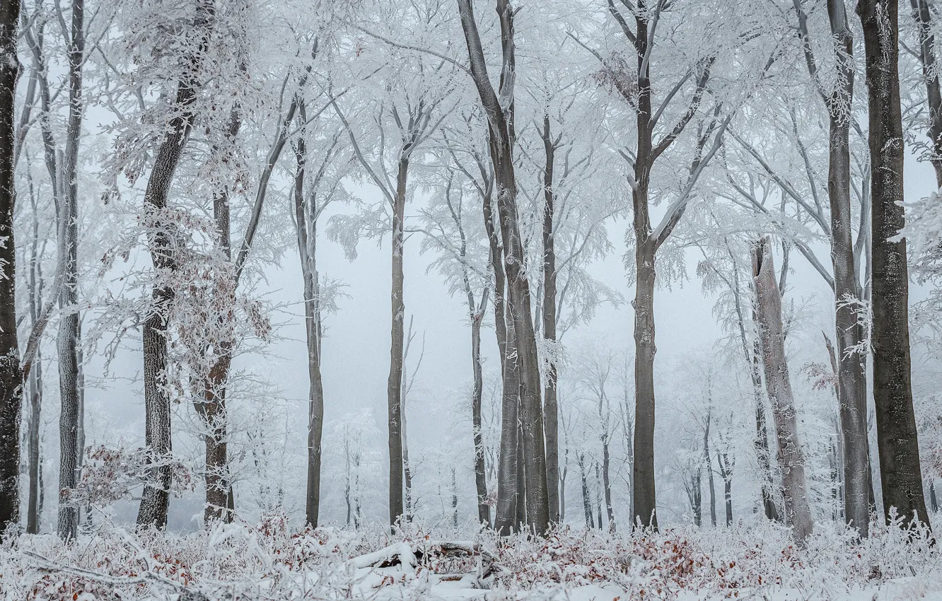 Photo wallpaper winter, frost, forest, snow, trees, branches, nature, trunks