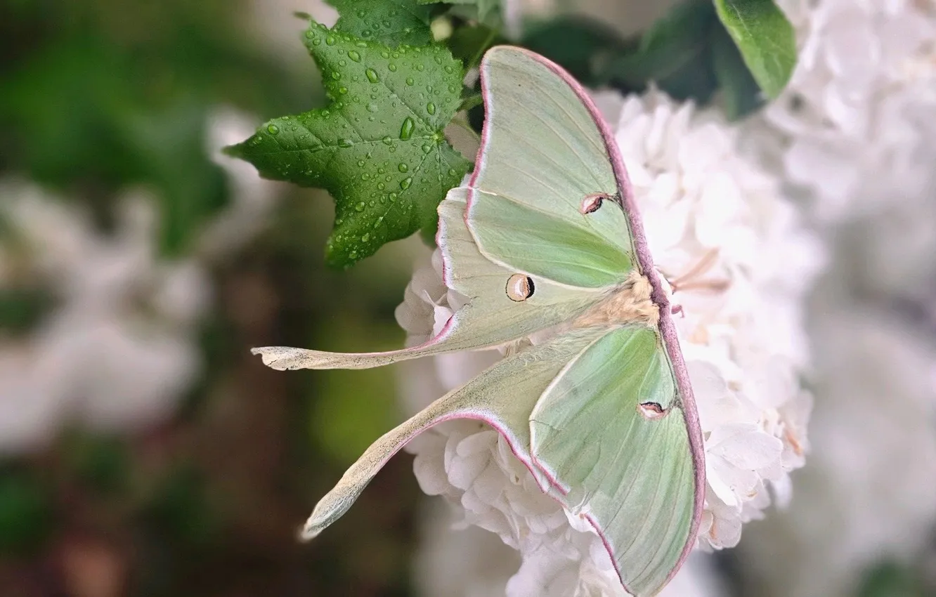 Photo wallpaper leaves, flowers, macro, butterfly, wings, beautiful, closeup