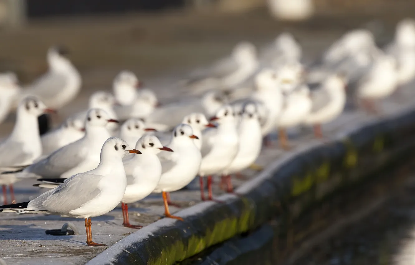 Photo wallpaper birds, seagulls, white, a lot