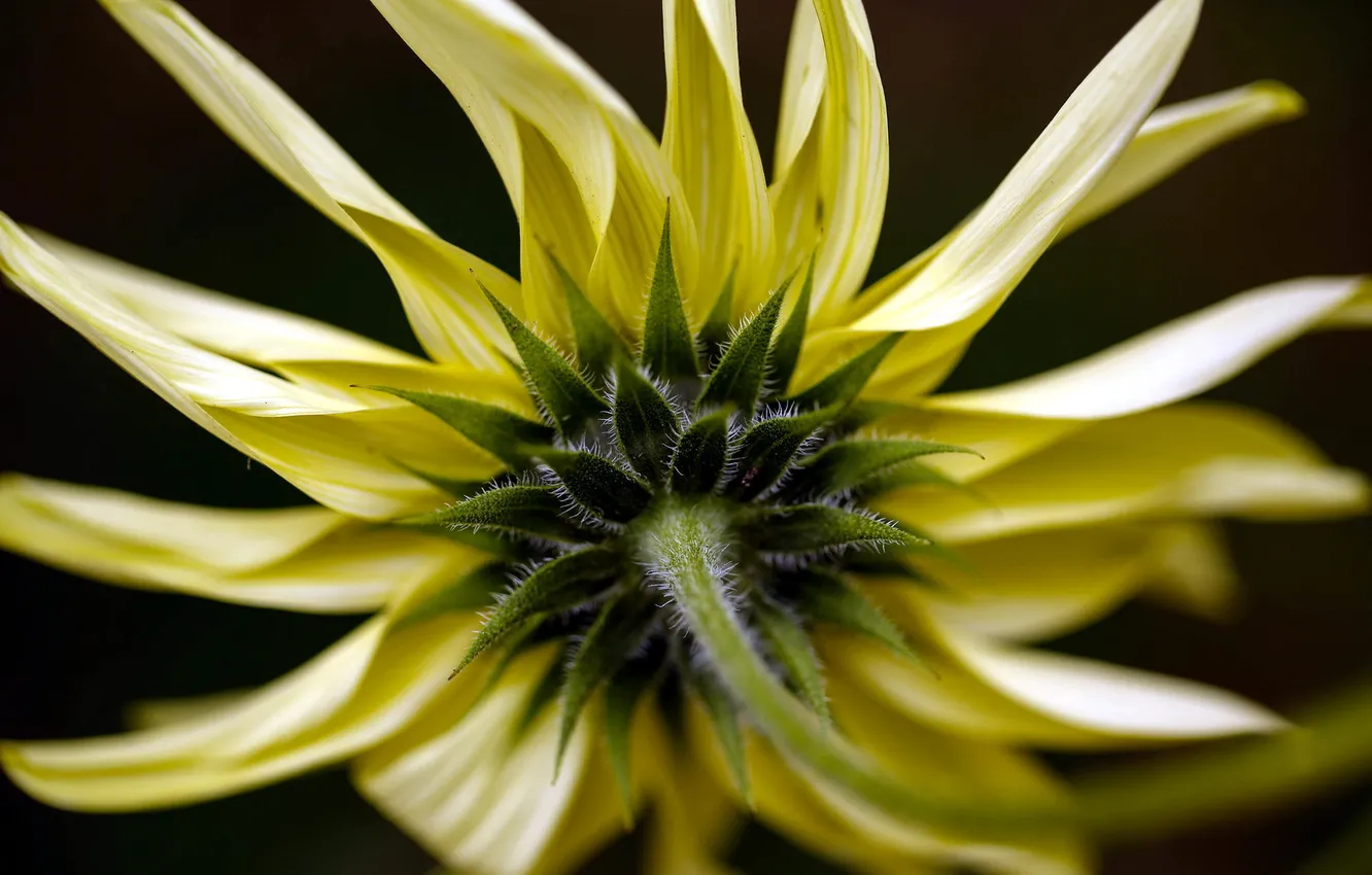 Photo wallpaper macro, flowers, background