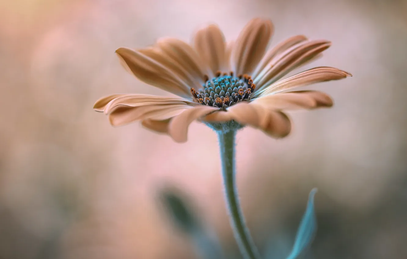 Photo wallpaper flowers, nature, petals