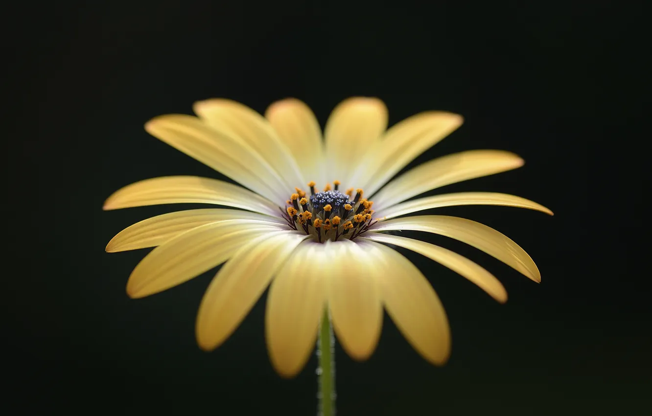 Photo wallpaper macro, background, petals, gerbera