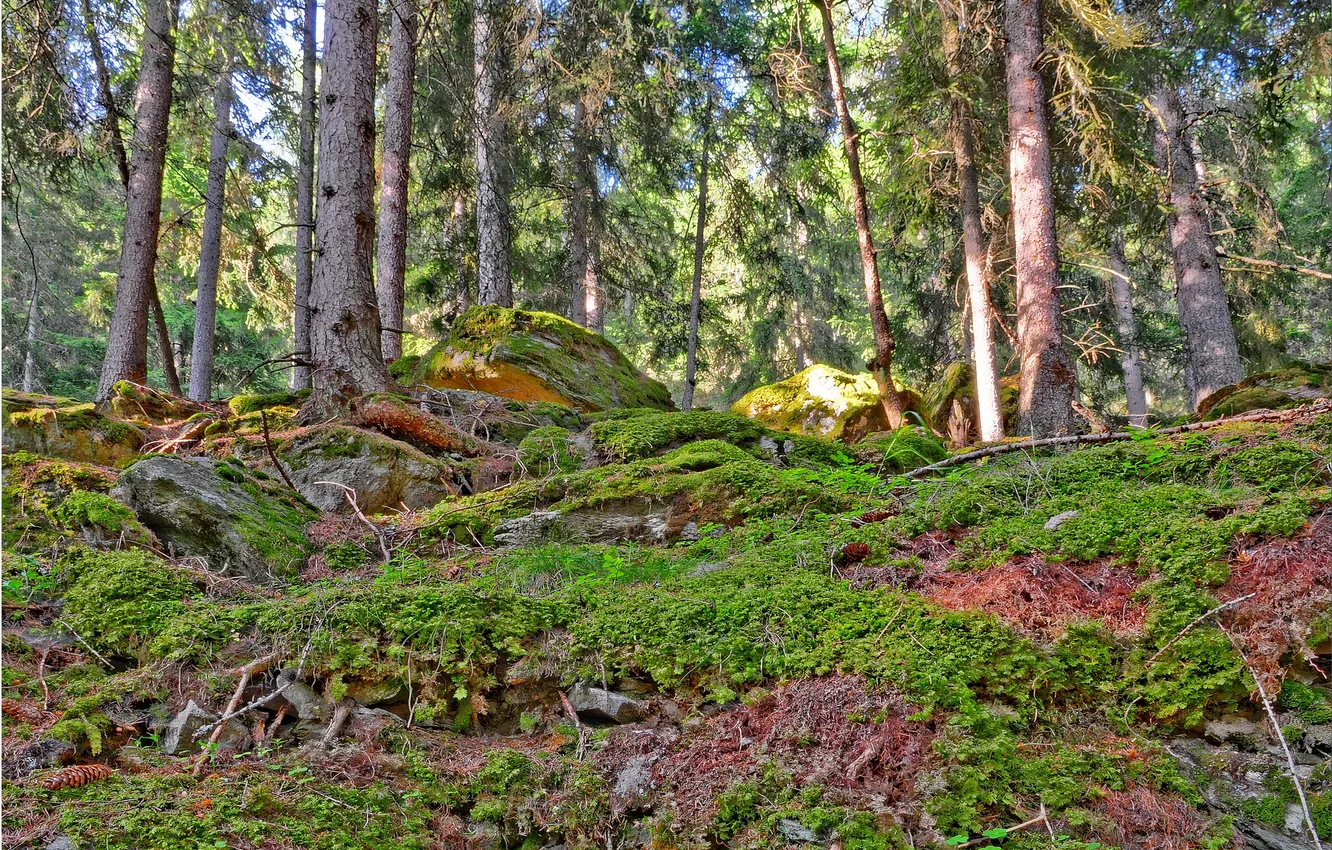 Photo wallpaper forest, grass, trees, stones, open, moss, krucha