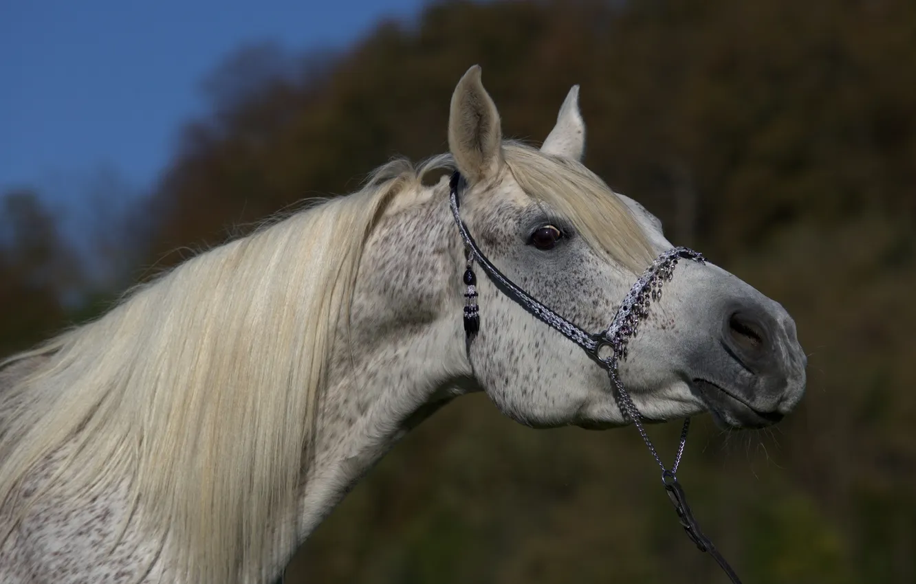 Photo wallpaper face, grey, horse, horse, mane, neck, (с) Oliver Seitz