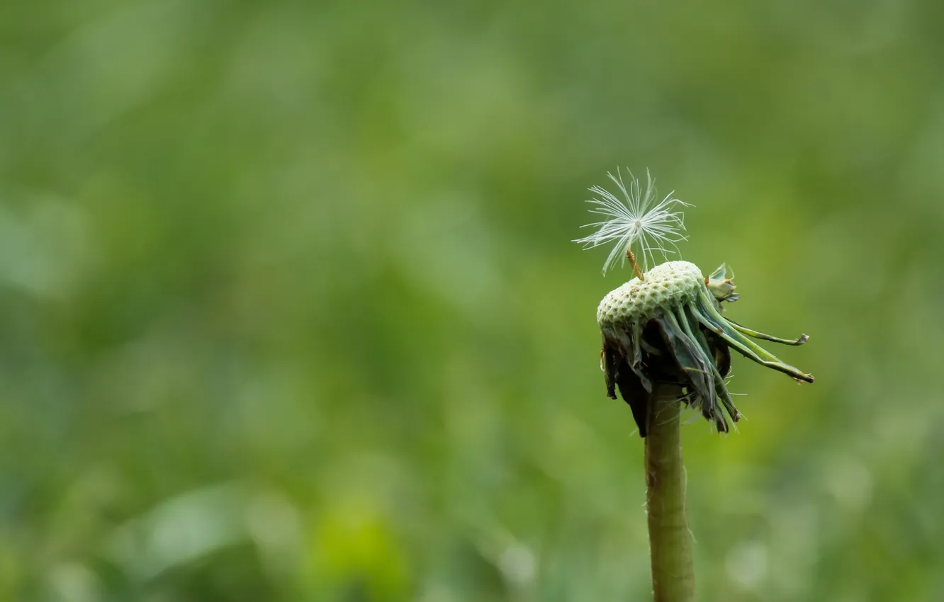 Photo wallpaper macro, nature, dandelion