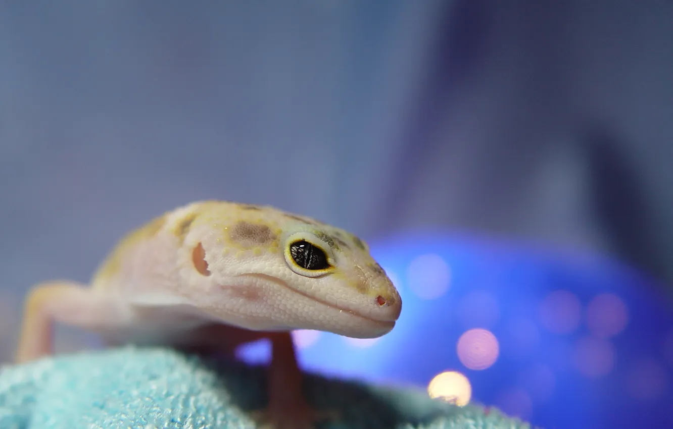 Photo wallpaper eyes, beauty, Lizard, Gecko, looks, interesting, ablefor, www.happygeckofarm.com