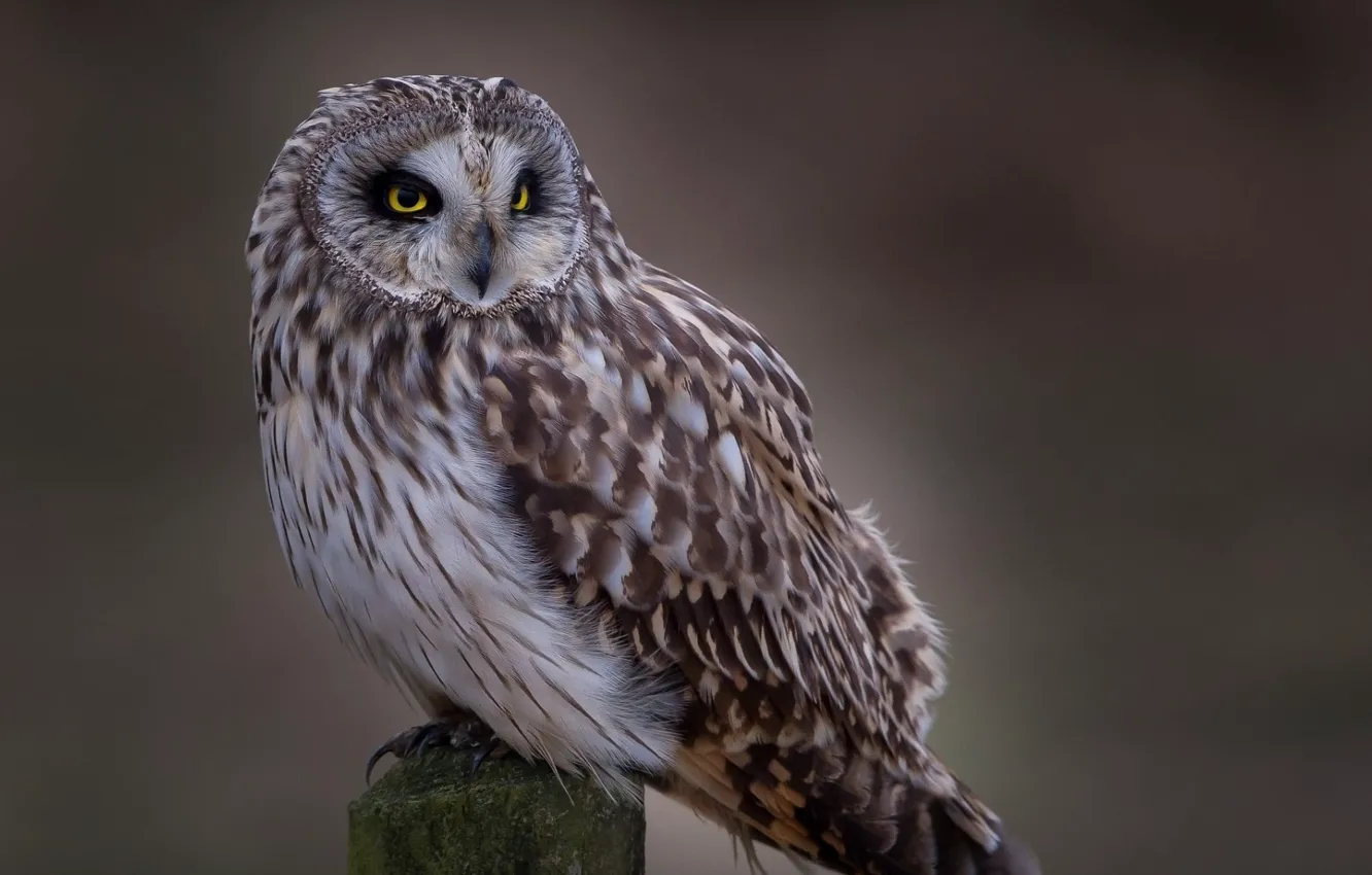 Photo wallpaper animals, nature, birds, one animal, brown and white owl figurine