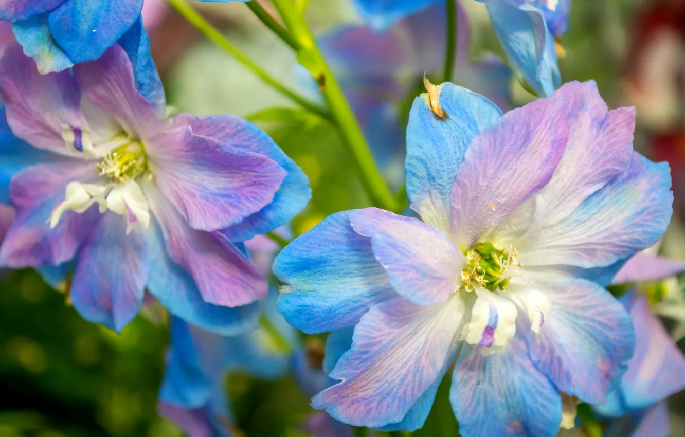 Photo wallpaper macro, blue, overflow, delphinium