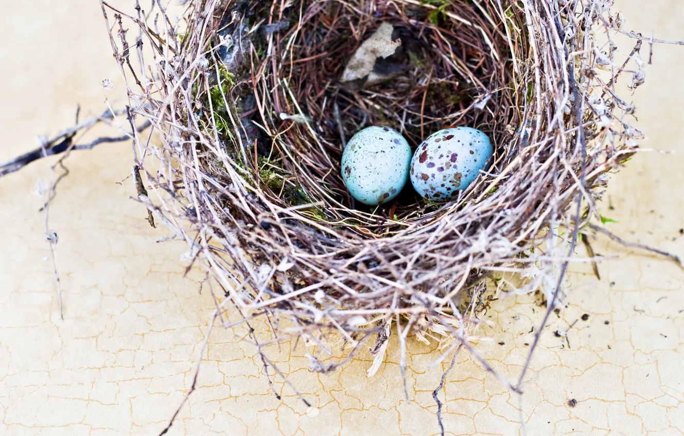 Photo wallpaper branches, eggs, socket
