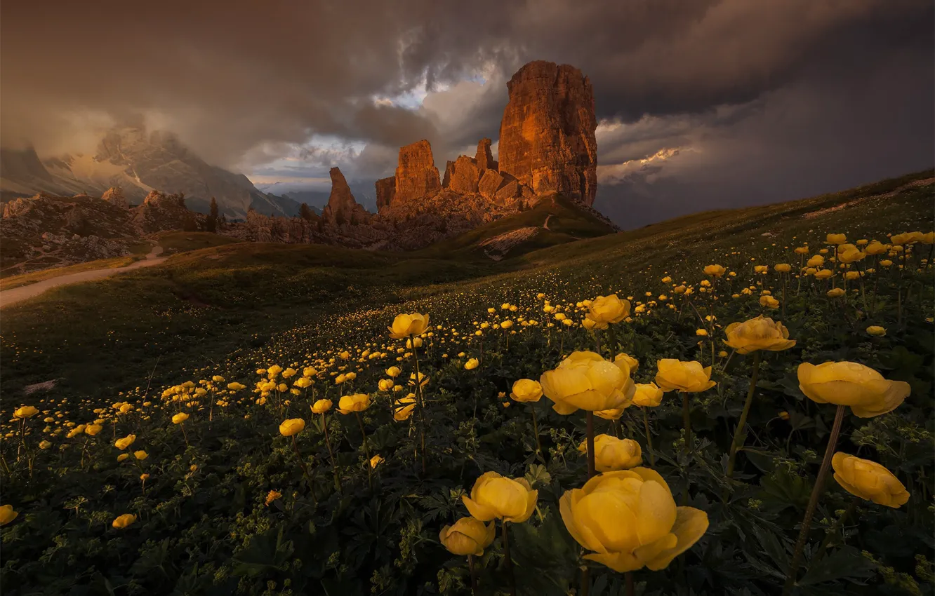 Photo wallpaper flowers, mountains, yellow, clouds, tops, the evening, slope, Alps