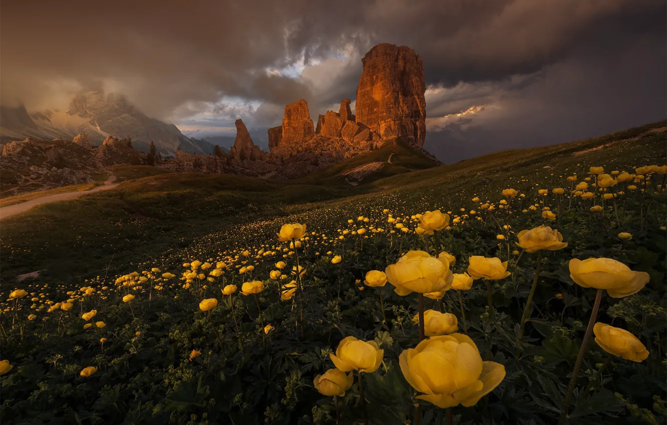 Photo wallpaper flowers, mountains, clouds, tops, the evening, yellow, slope, Alps